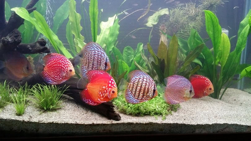 31 Types of Discus Fish With Info Pictures PangoVet