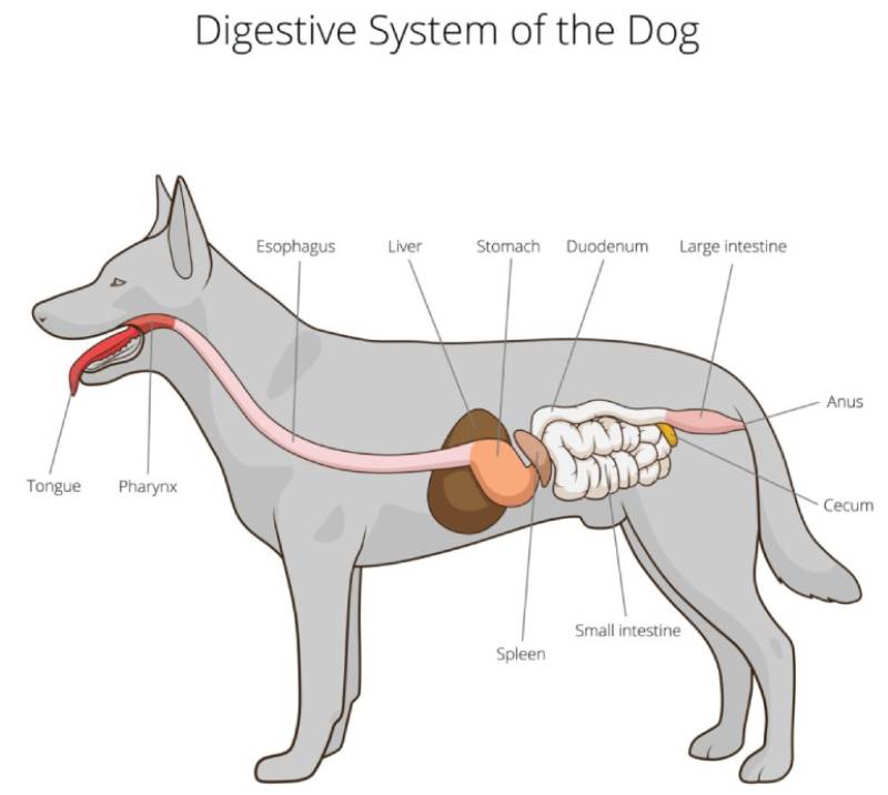 Colitis in Dogs Signs, Causes, and Care Guide (Vet Answer) PangoVet