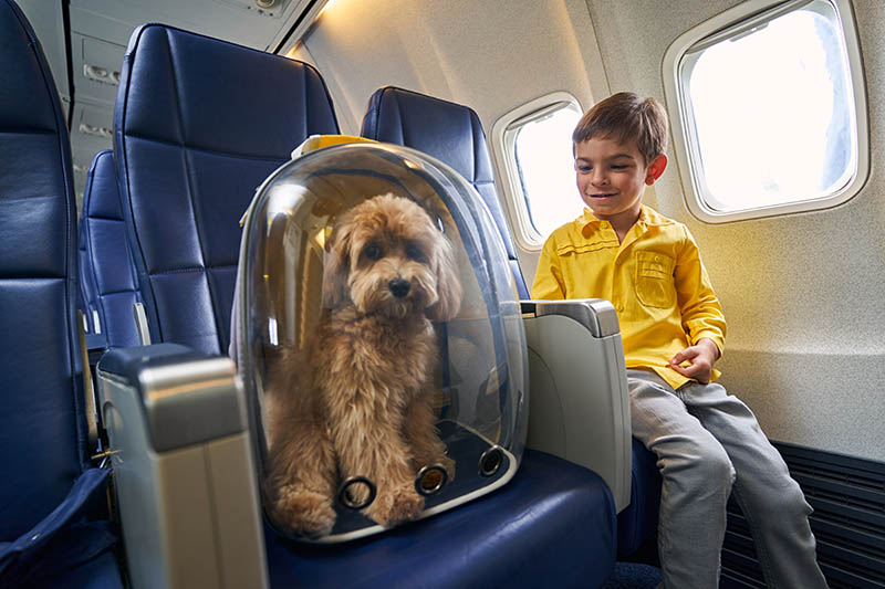 Pet friendly airlines discount