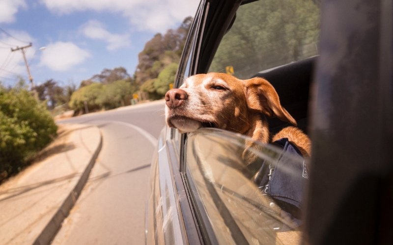 dog leaning out the window of a moving car