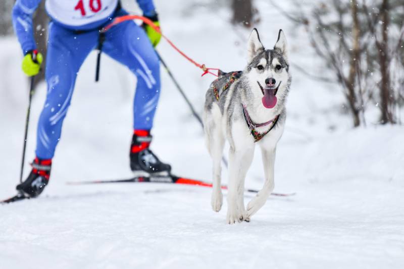dog skijoring with owner