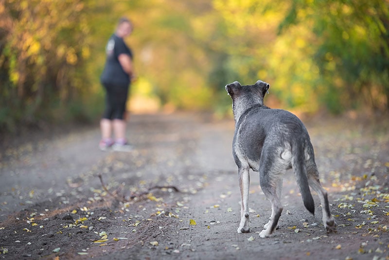 dog staring at a human in the forest