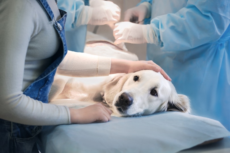 Dog surgery_Olimpik_Shutterstock