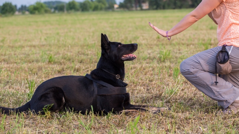 dog trainer_Luca Nichetti_Shutterstock