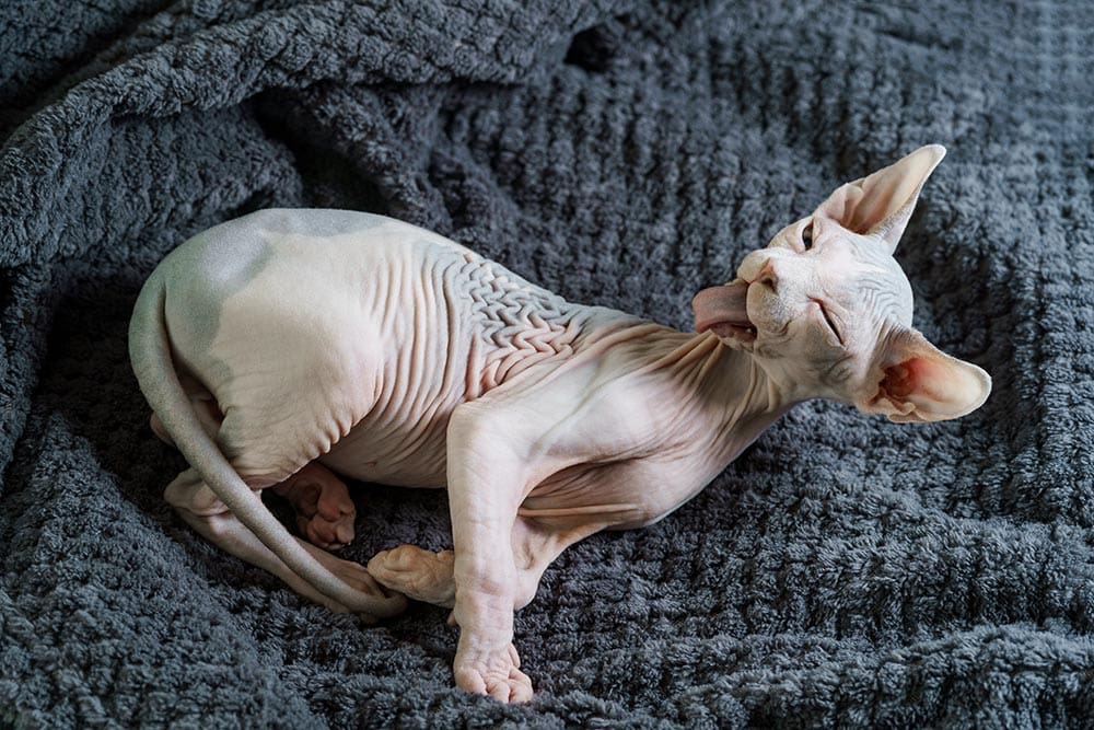 How to Groom Your Sphynx Cat: 8 Tips to Make Things Easy | PangoVet