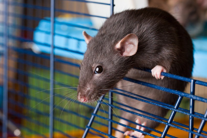 dumbo rat in cage