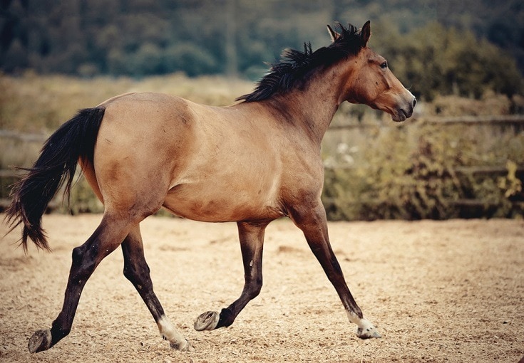 dun colored horse