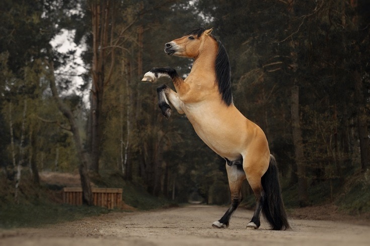 dun colored horse_Shutterstock_Julia Siomuha