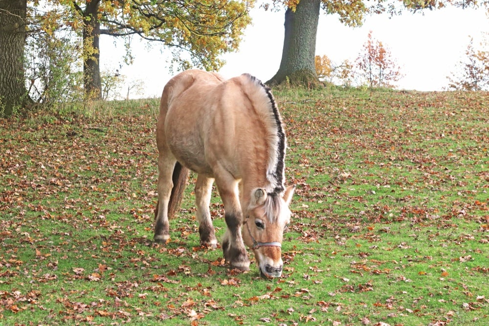 dun horse dorsal 