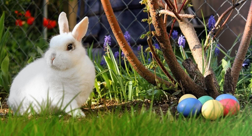 Why Are Rabbits Associated With Easter? History, Facts, & FAQ | PangoVet