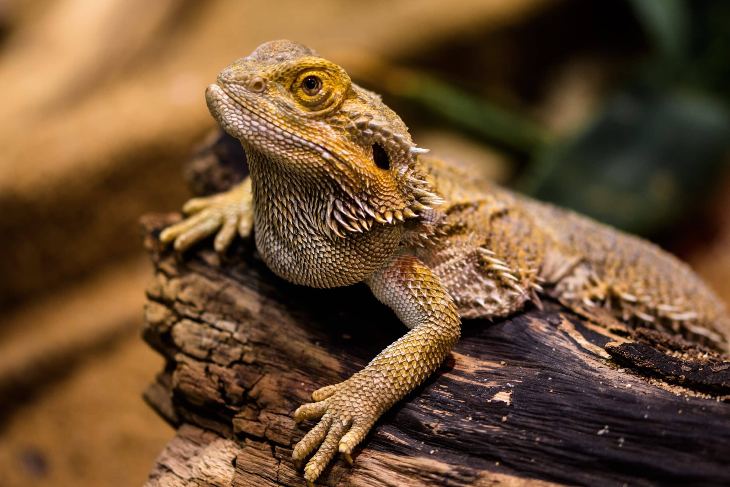 22 Types of Bearded Dragon Morphs, Colors & Species (With Info ...