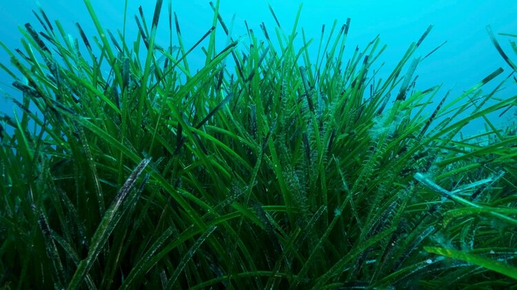 eelgrass