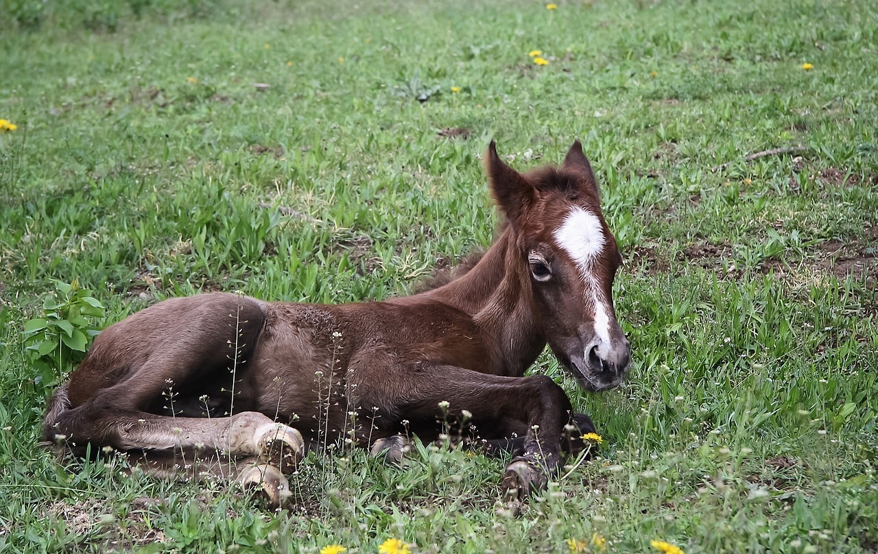 equine foal lying in the grass