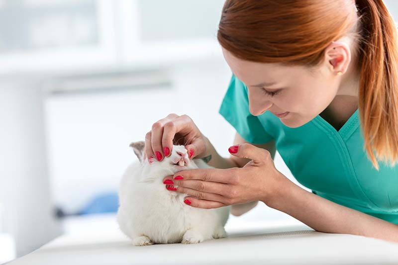 examining rabbit's teeth at veterinary clinic