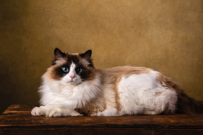 Ragdoll Cat Colors 20 Beautiful Varieties With Info Pictures PangoVet