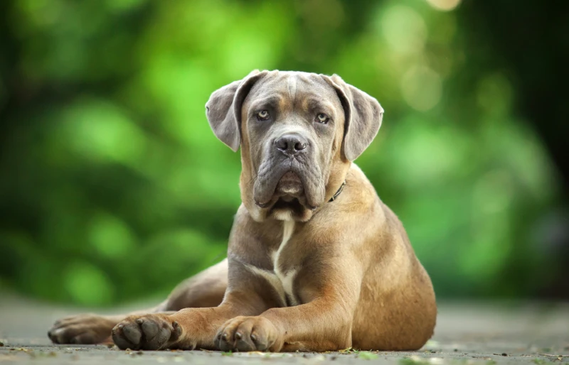 fawn cane corso puppy outdoors