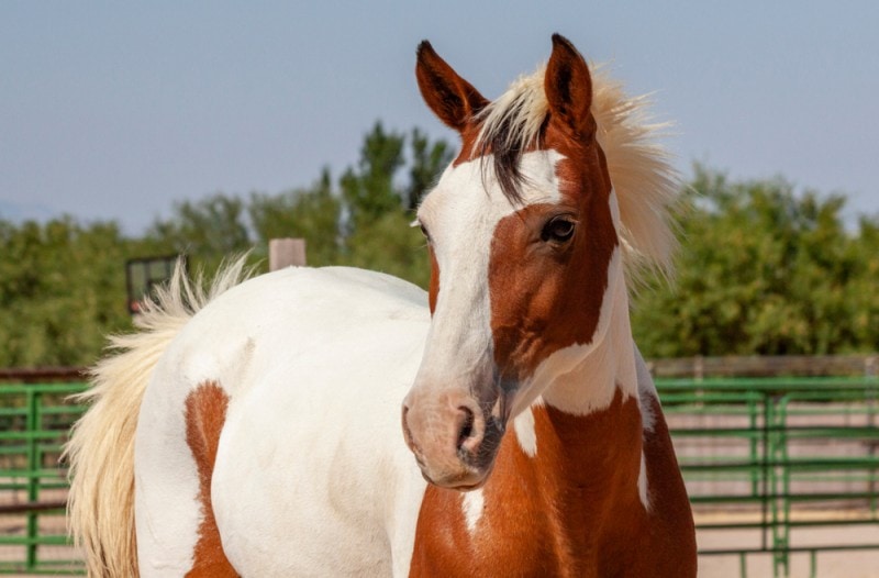 female endangered Spanish Barb horse brown and white