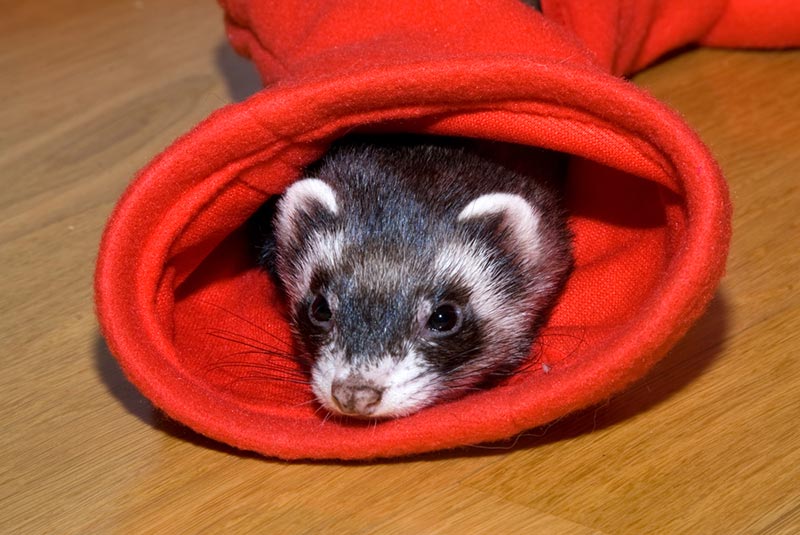 ferret resting in a red toy maze