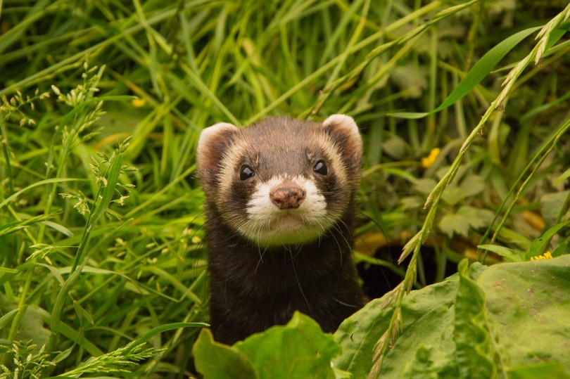 ferret standing in the grass