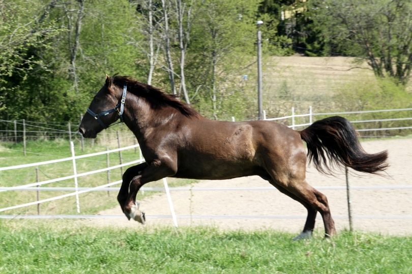 finn horse