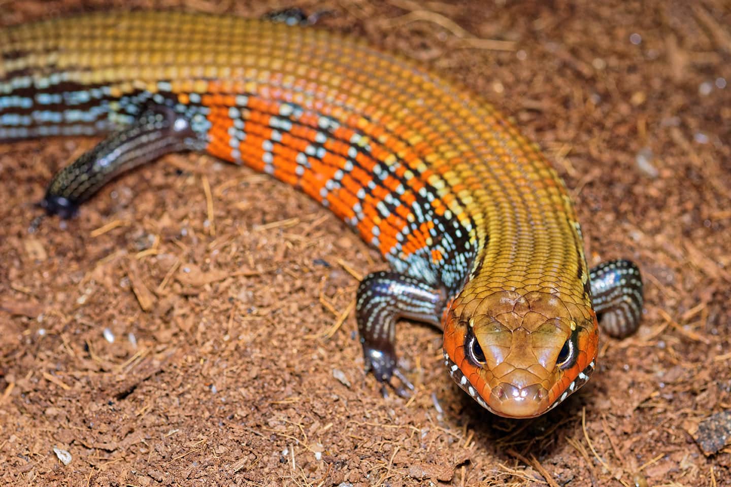 fire skink