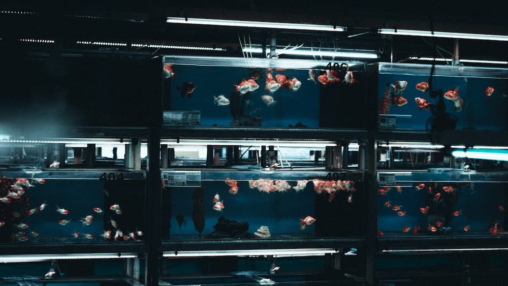fish tanks with goldfish