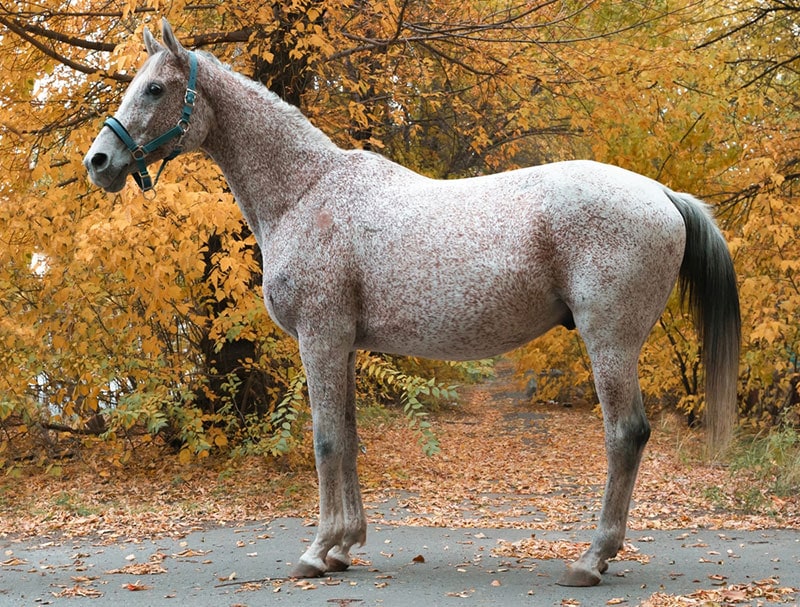 Horse Colors Fleabitten Gray