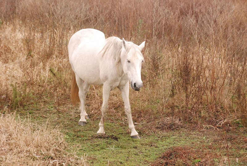florida cracker horse in the field