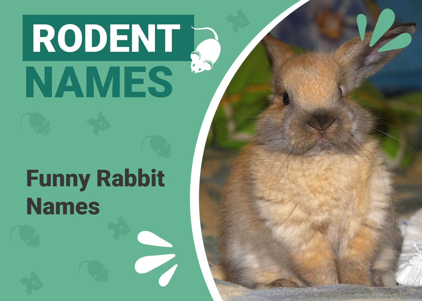 100+ Funny Rabbit Names for Your Silly Bunny | PangoVet