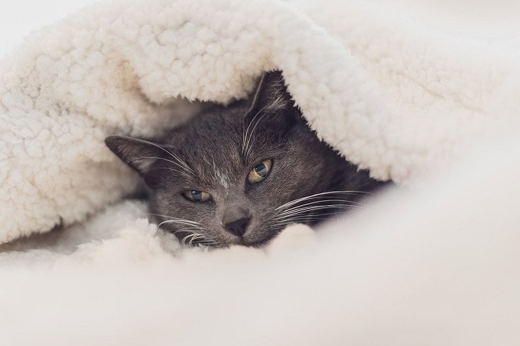 Can a Cat Suffocate Under Blankets Vet Reviewed Facts FAQ PangoVet