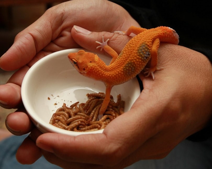 How Long Can Leopard Geckos Go Without Food? Reptile Facts and 