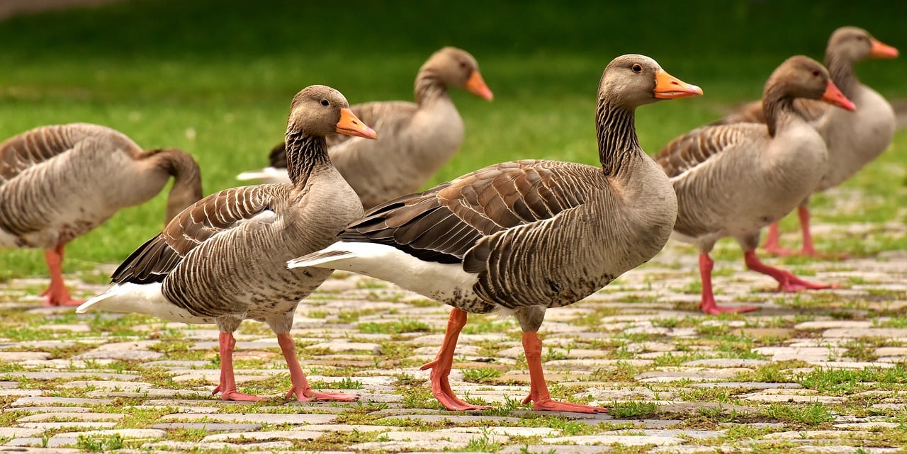 Do Geese Make Good Pets? Guidance, Facts & FAQ PangoVet