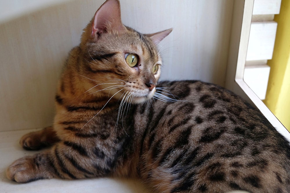 genetta cat with rosette fur