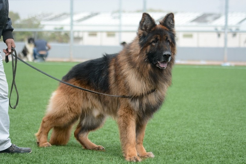 german shepherd on a leash