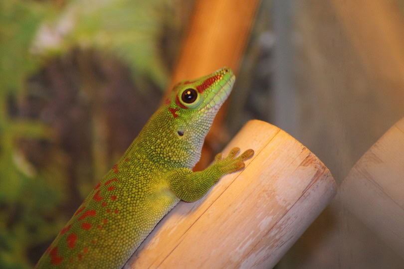 giant day gecko