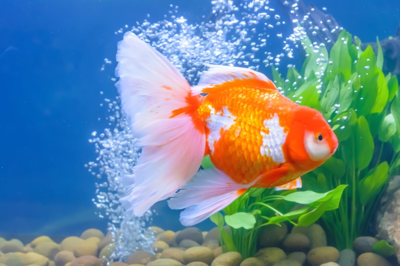 goldfish in planted aquarium