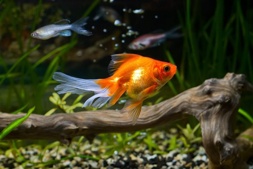 Goldfish aquarium care hotsell