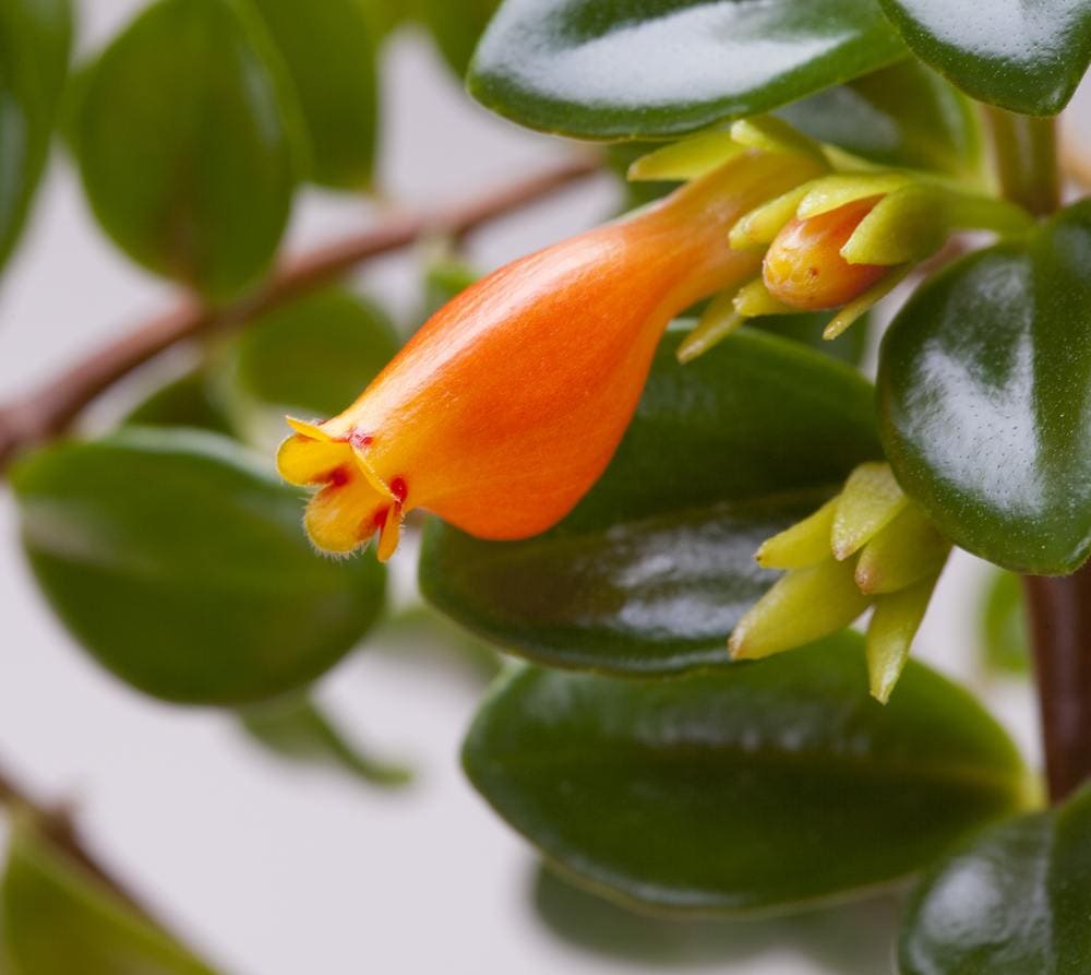 goldfish plant