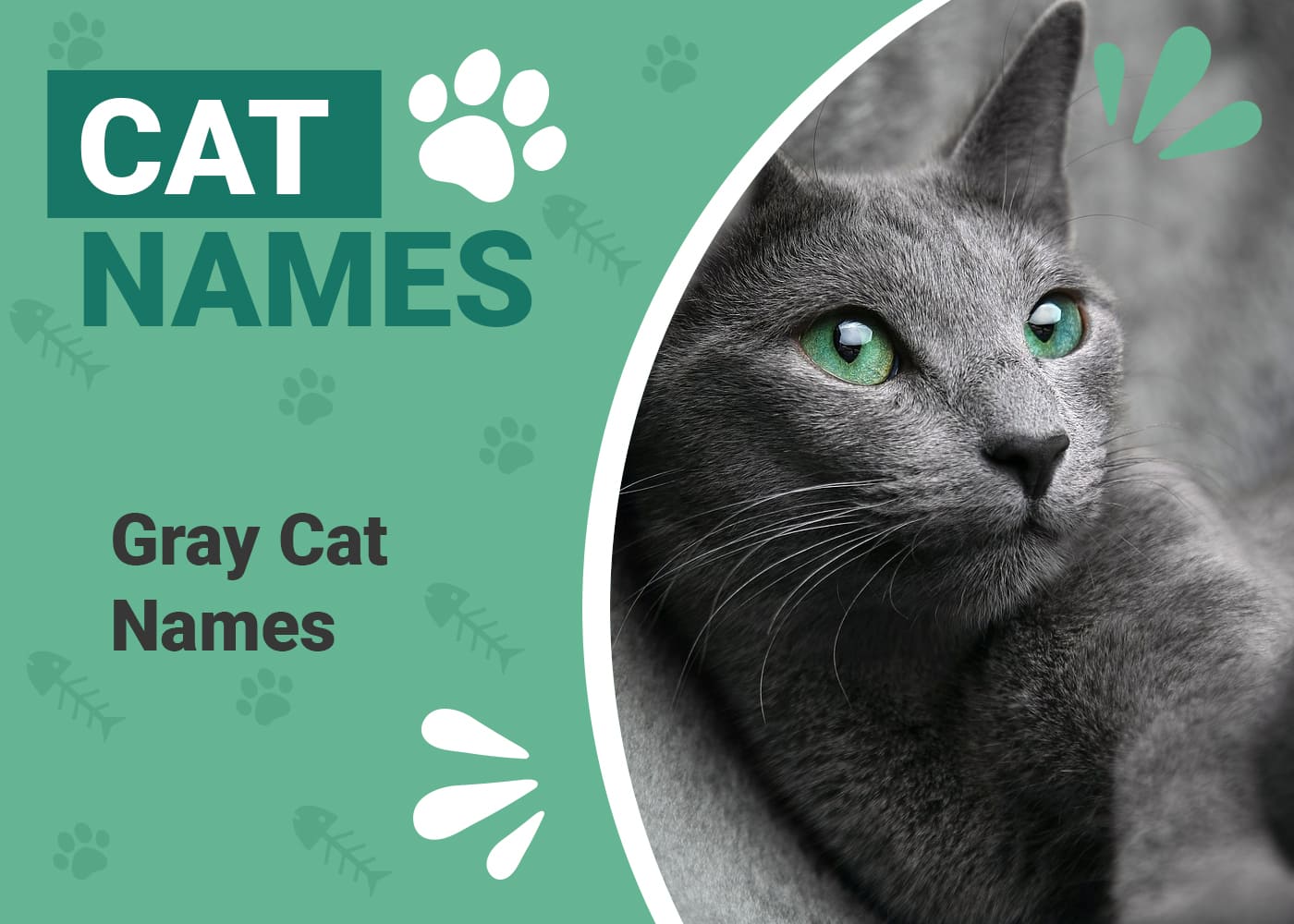 Gray Cat Names