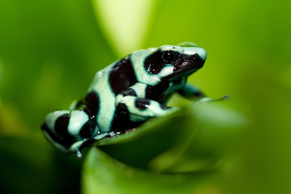 Green & Black Poison Dart Frog: Pictures, Care, Varieties, Info & More | PangoVet