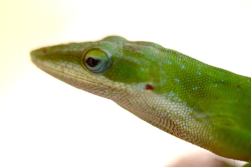 green anole face side view