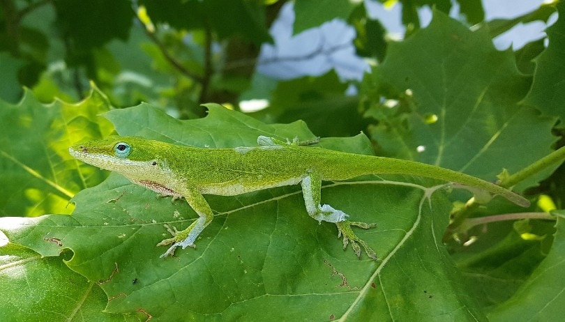 green anole on leaf