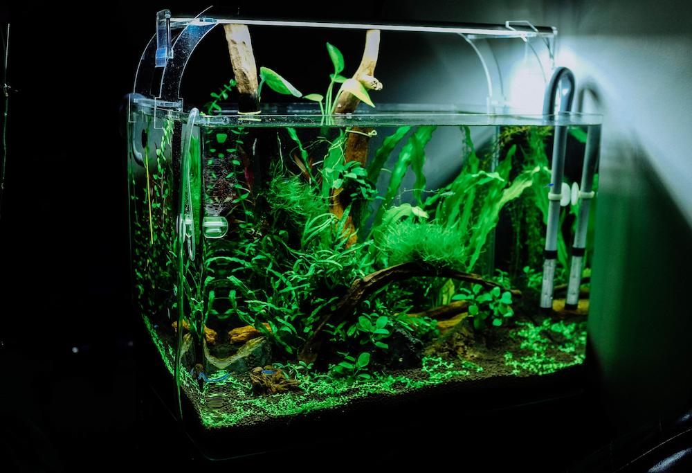 green plants in a fish tank
