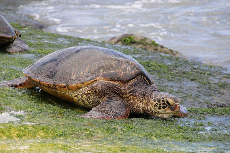 green sea turtle going back to the sea