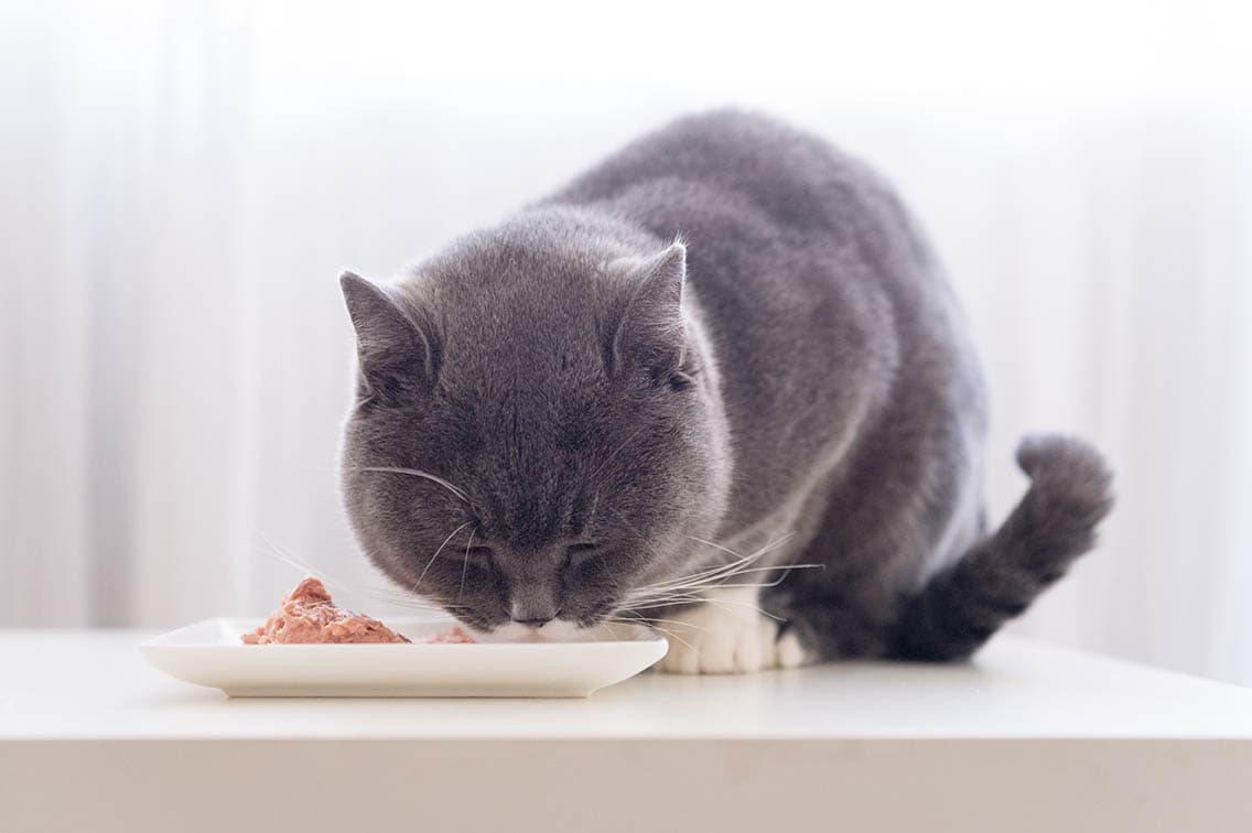 14 Best Foods For Cats With No Teeth In 2024 - Reviews & Top Picks 