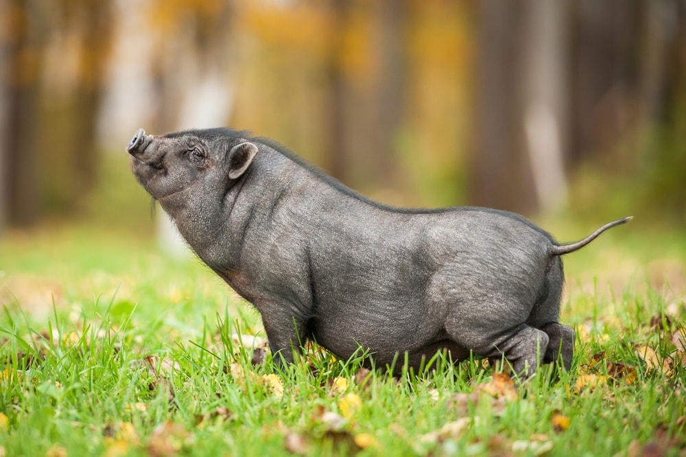 How Much Does a Mini Pig Cost? 2024 Price Guide PangoVet