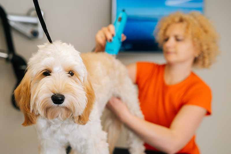 groomer shaving labradoodle hair