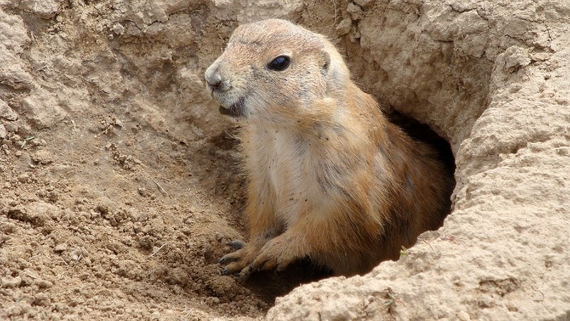 groundhog out of a hole