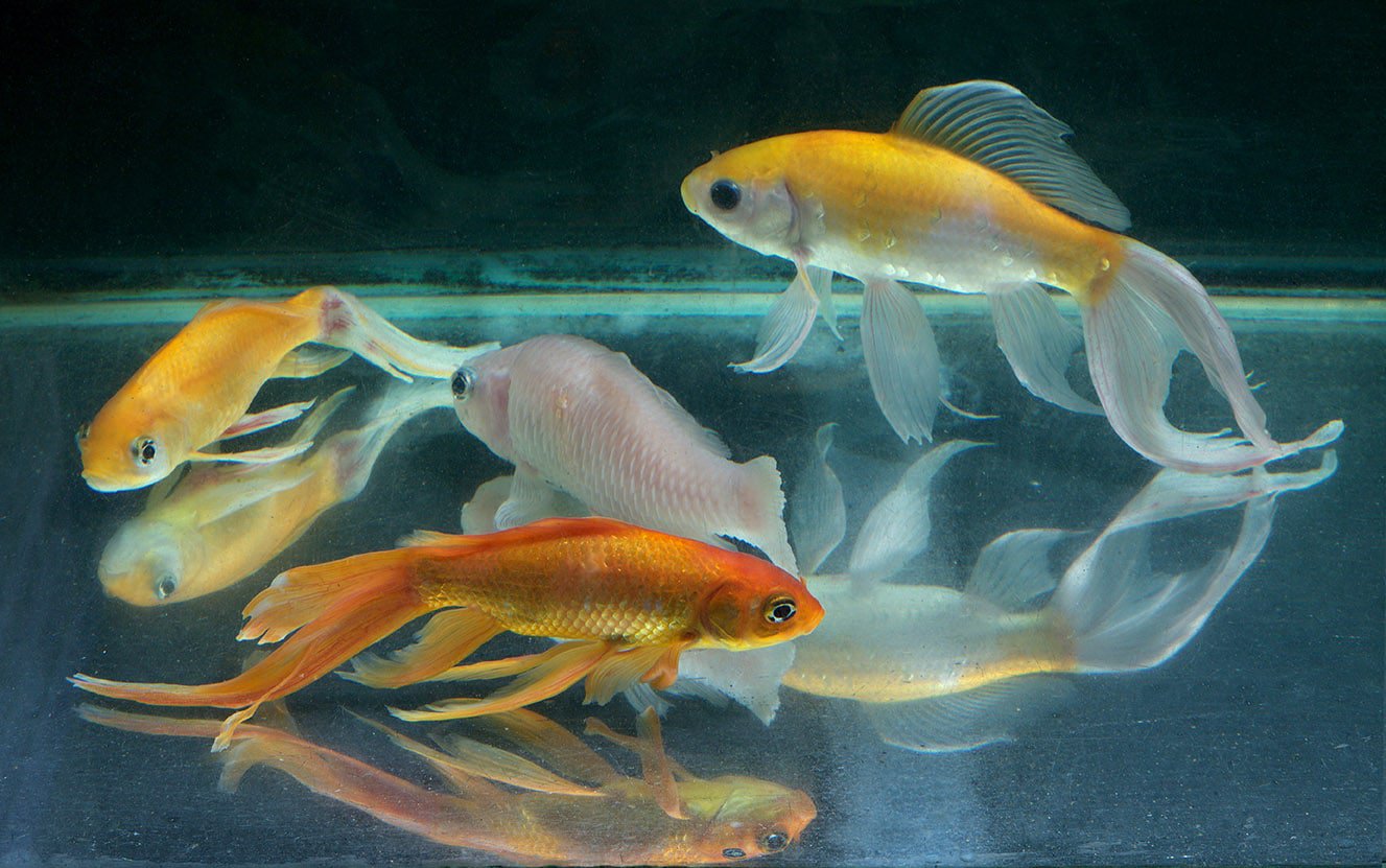 Goldfish Losing Scales? Here's What to Do PangoVet