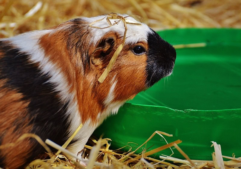 How Long Can a Guinea Pig Go Without Food &amp; Water? Health &amp; Diet 